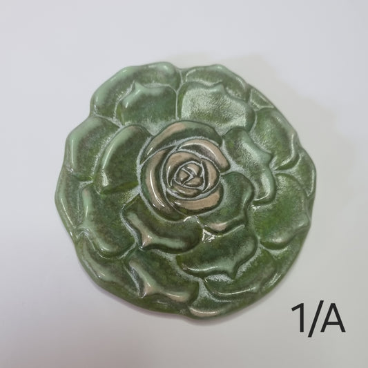 Succulent
